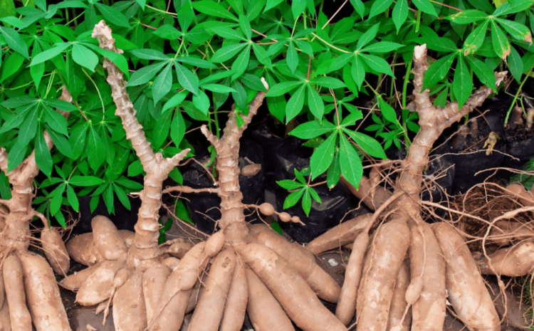  Solak Biochemist Limited: Leading the Way in Cassava Farming and Export In Ghana